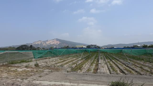 台中后里農地-5