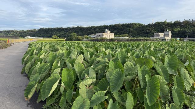 后里農地-1