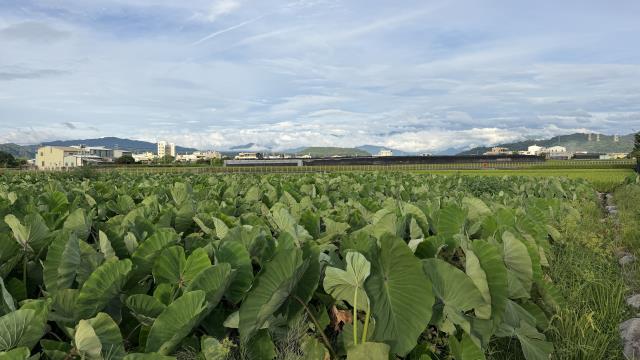 后里農地-5